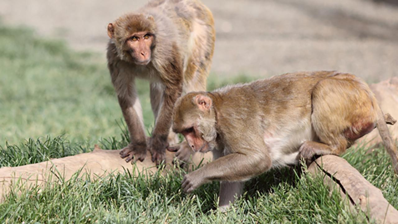 Rhesus macaques