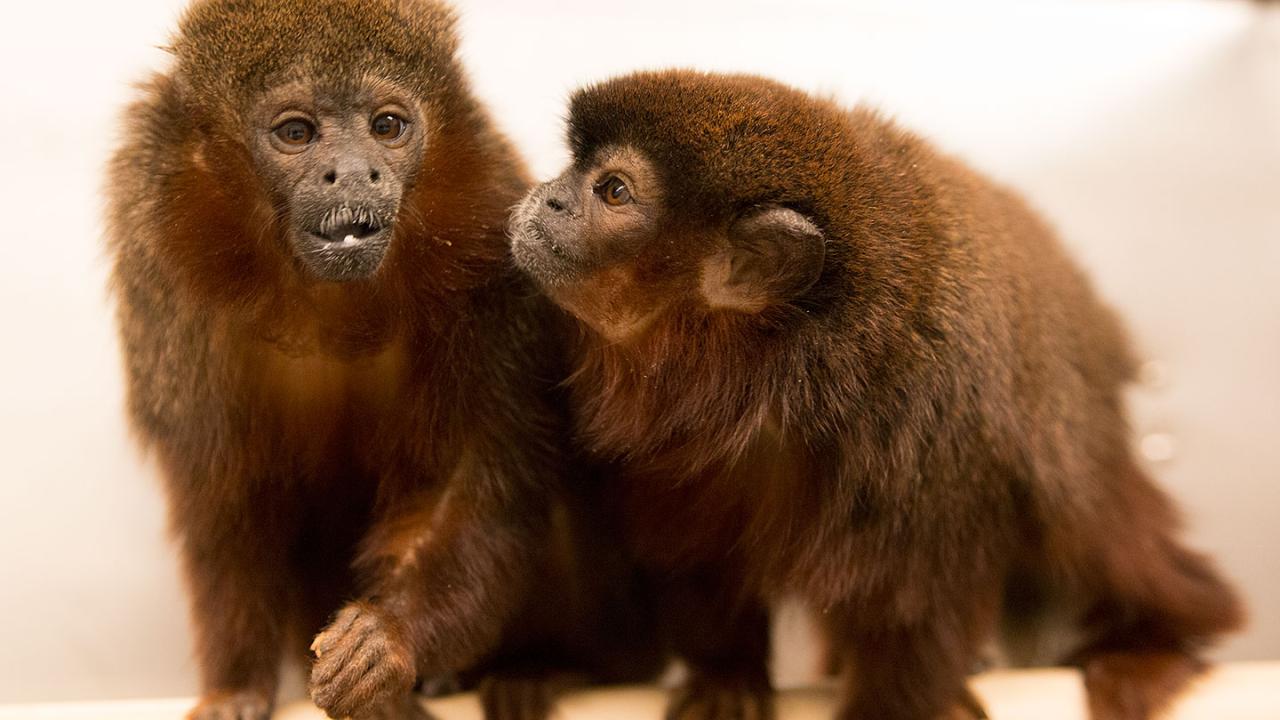 Titi monkeys