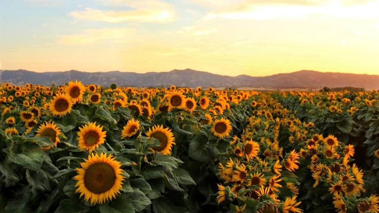 Sunflowers