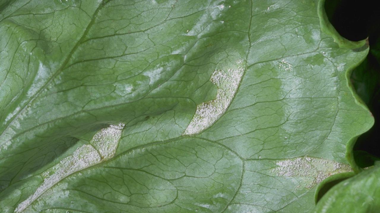 lettuce with mildew