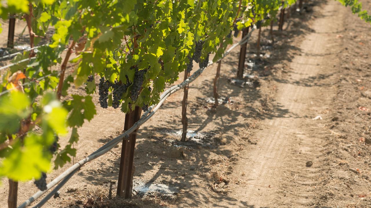 grape field irrigation