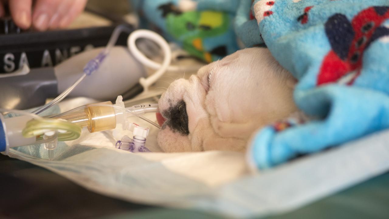 English bulldog in surgery 