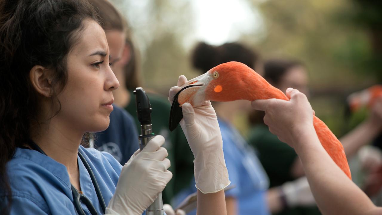 Vet student and flamingo