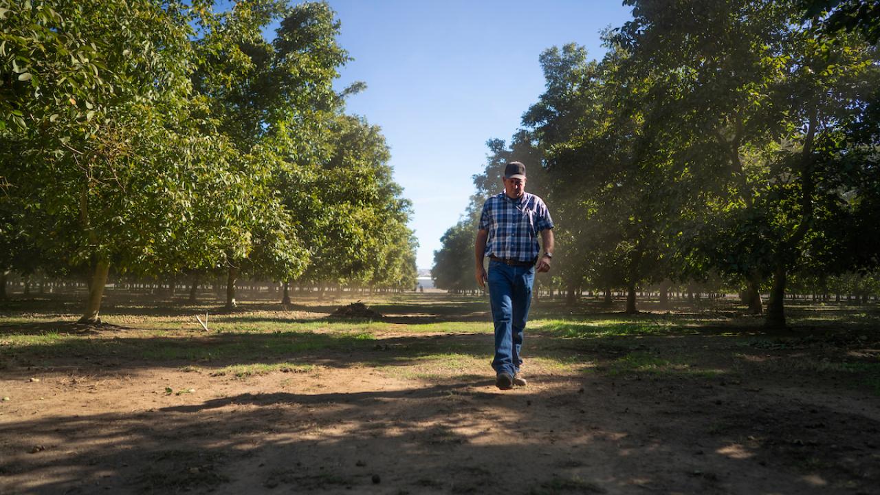 man in walnut orchard