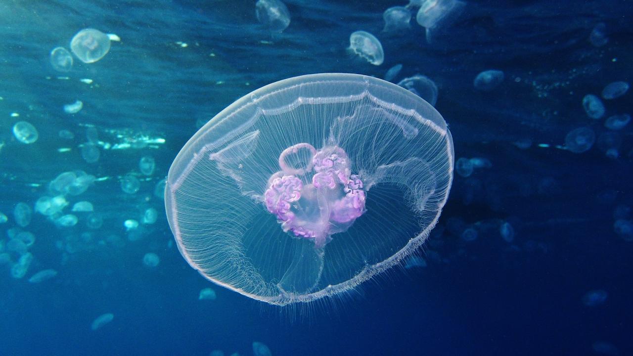 Moon jellyfish
