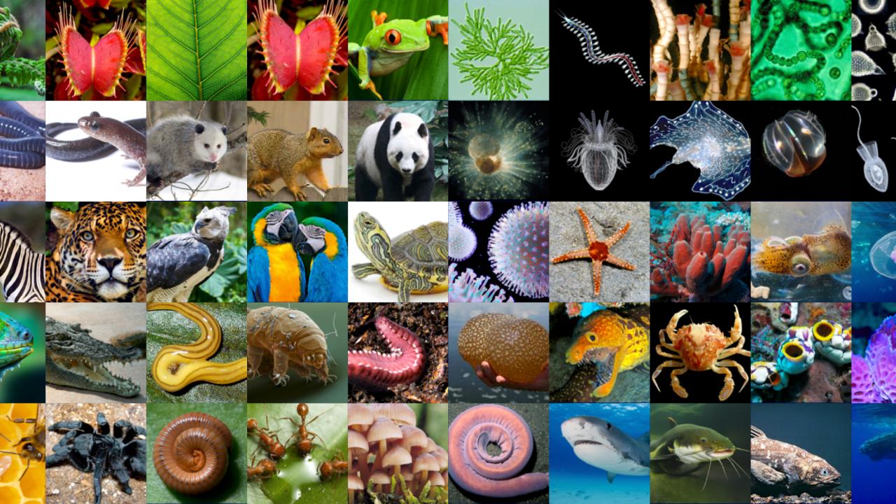Collage of living things