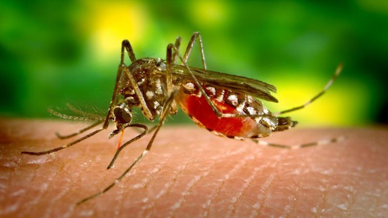 Aedes aegypti, mosquito
