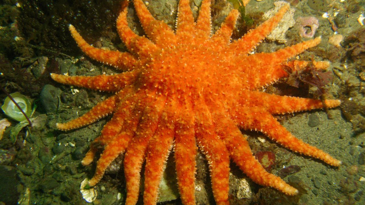 Sunflower sea star