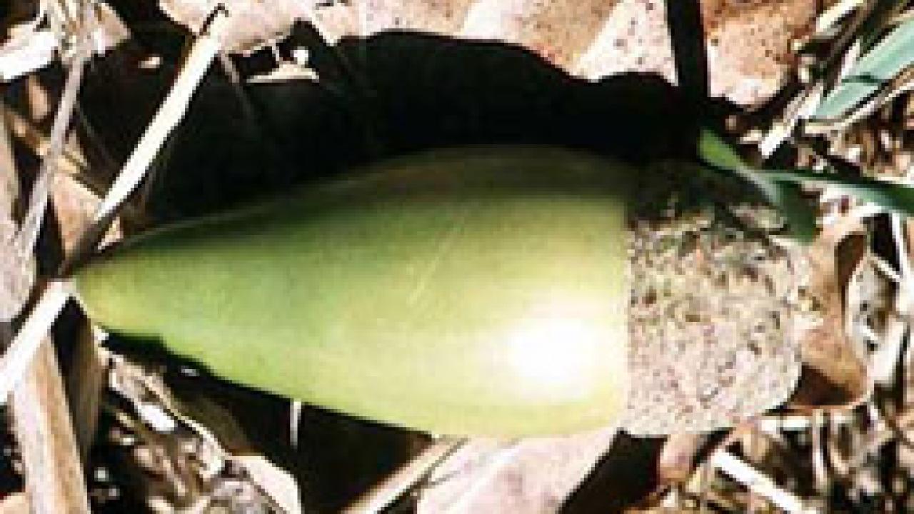 Valley oak acorn