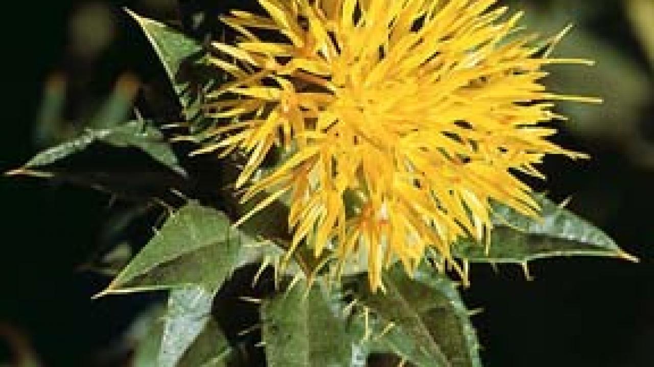 Safflower
