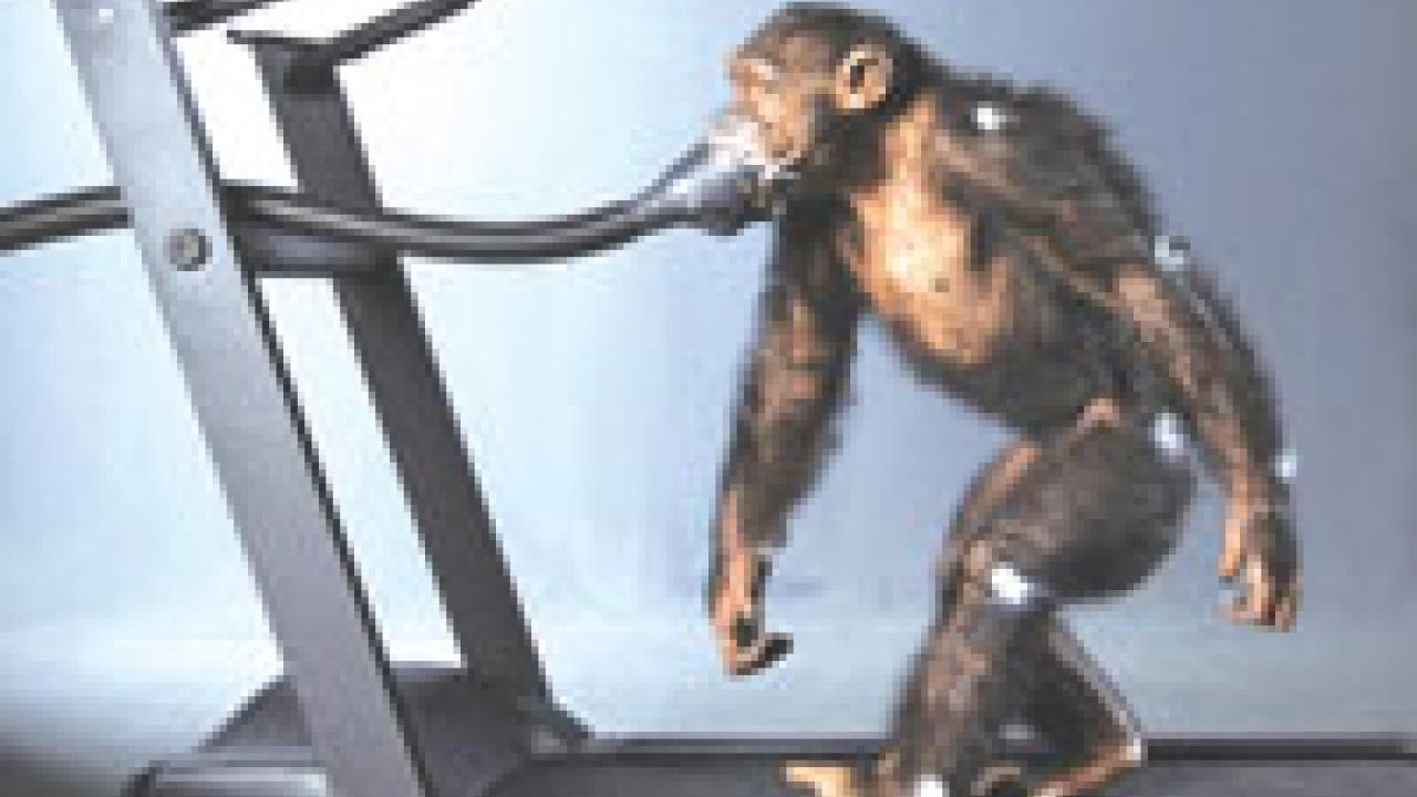 Chimpanzees hit the treadmill for bipedal walking (pictured), after being coaxed to walk on two legs; and
&lsquo;knucklewalking,&rsquo; on all fours. Researchers applied white paint to certain joints on the chimps, and used high-speed cameras to record