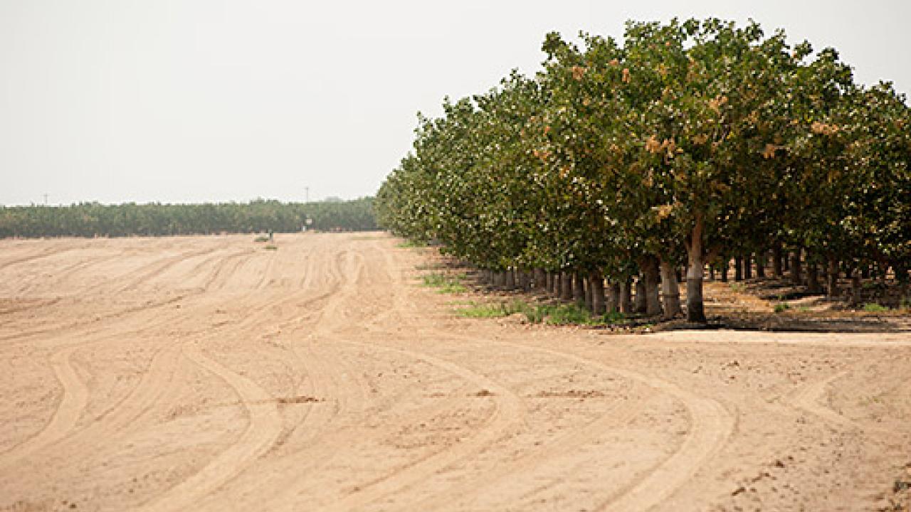 A dry field sits beside an orchard in Merced. The drought is expected to cost California's agricultural economy $1.84 billion and 10,100 jobs in 2015, according to a UC Davis Center for Watershed Sciences report.