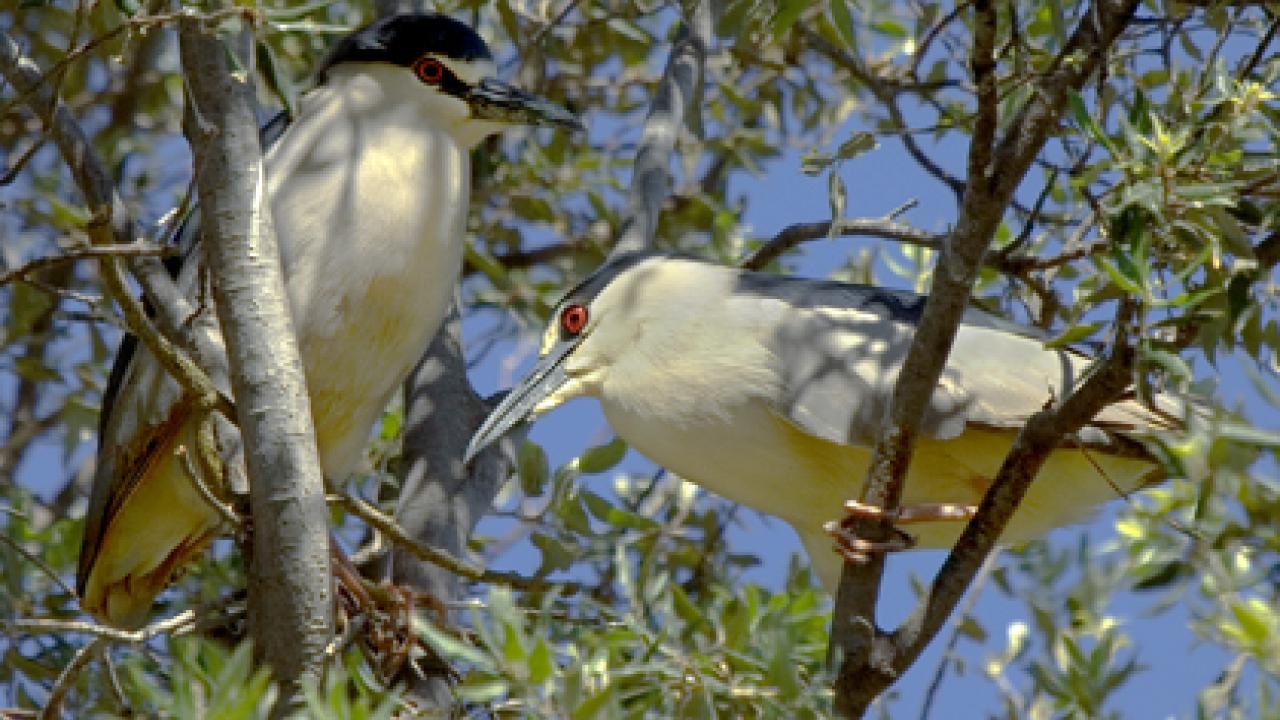 Black-crowned night-herons in the arboretum.