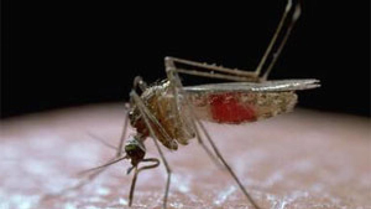 Culex quinquefasciatus mosquito
