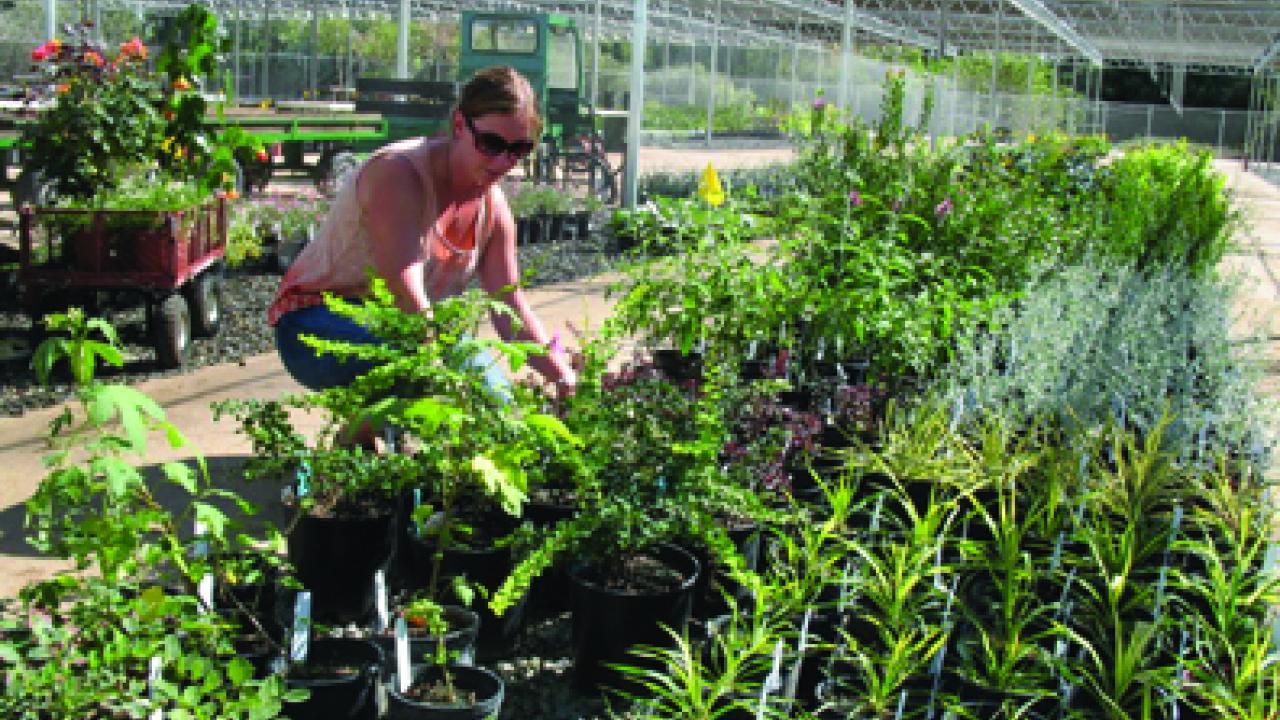 Senior Kim Chacon checks moisture content while on watering duty at the new Teaching Nursery.