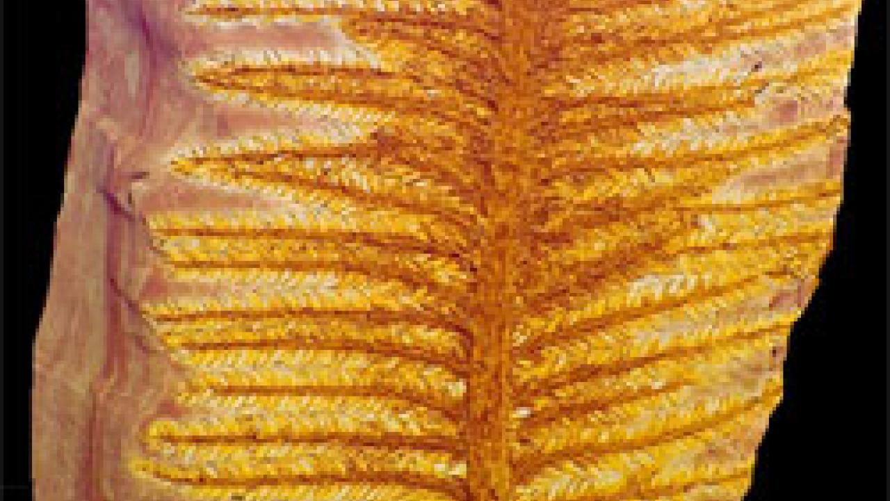photo:  rock with a fern-like plant embedded
