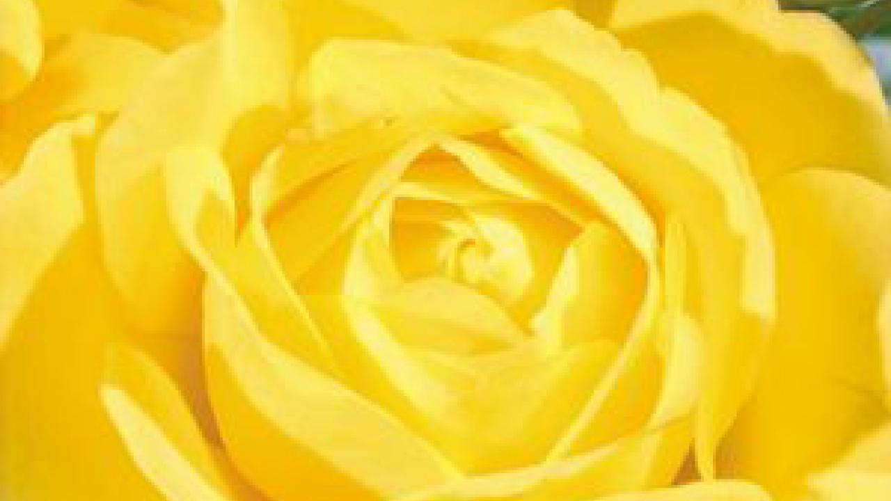 Photo: Walking on Sunshine rose, a floribunda