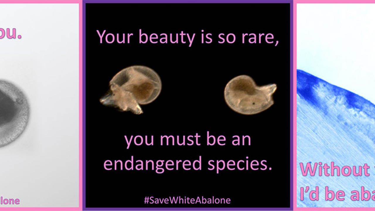 White abalone-themed Valentine's Day cards