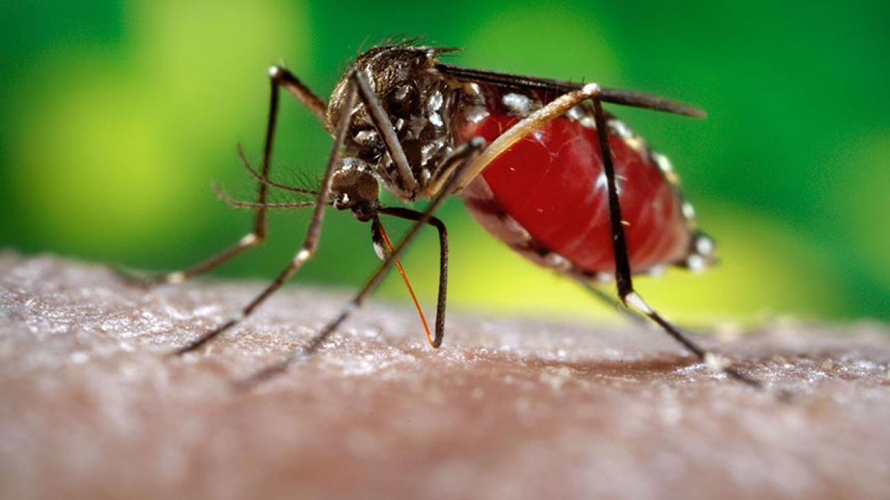 Magnified closeup of a mosquito piercing a person's skin