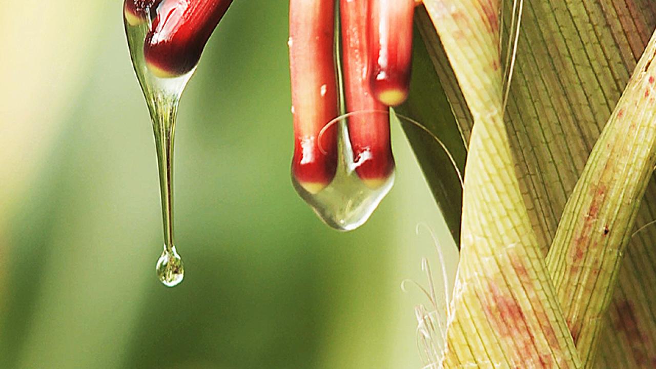 Photo of aerial roots of corn