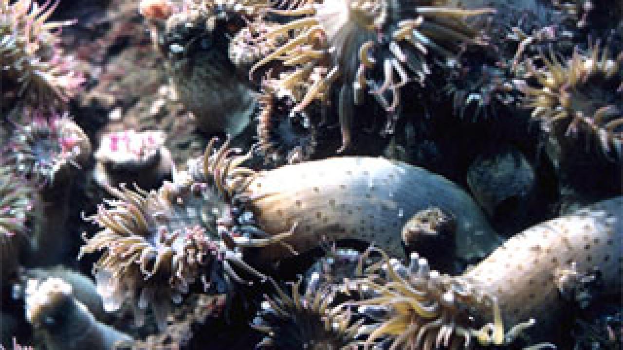 Photo:. sea anenomes in a colony