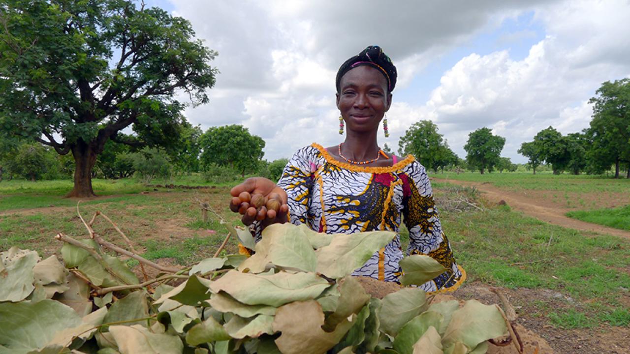An African woman holds out a handful of brown shea nuts against a backdrop of tall trees, blue sky and white clouds.