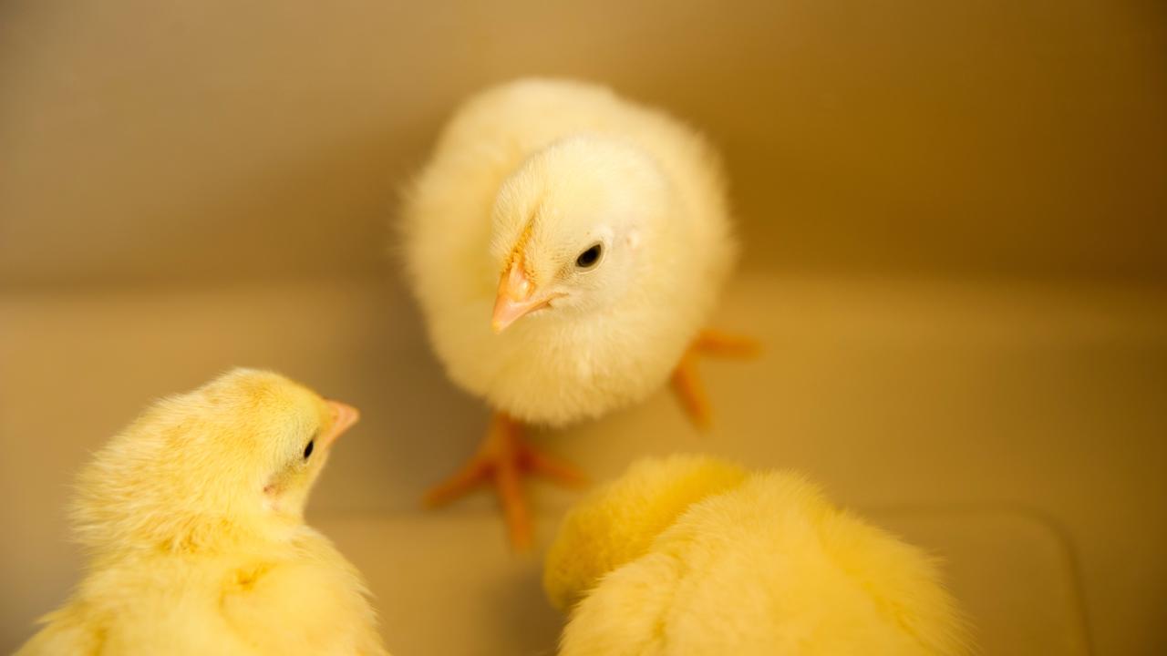 baby chicks