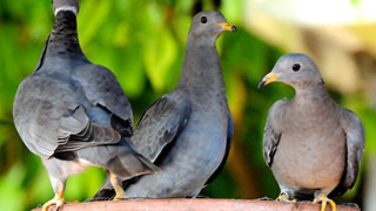 Three pidgeons 