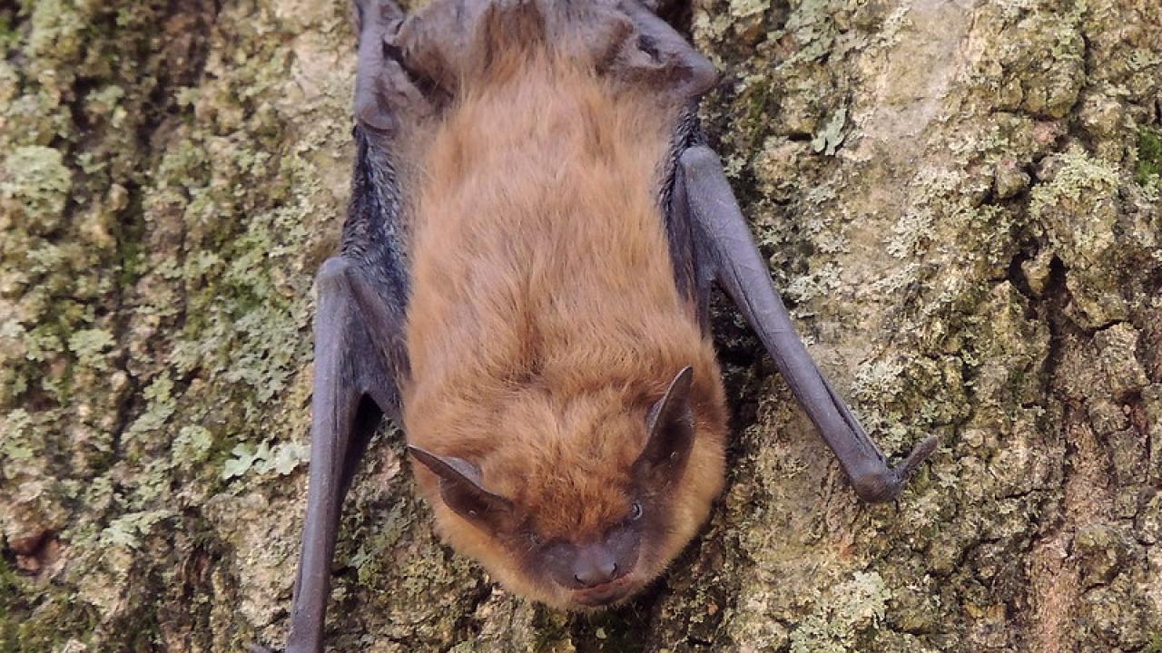 Big Brown bat on tree