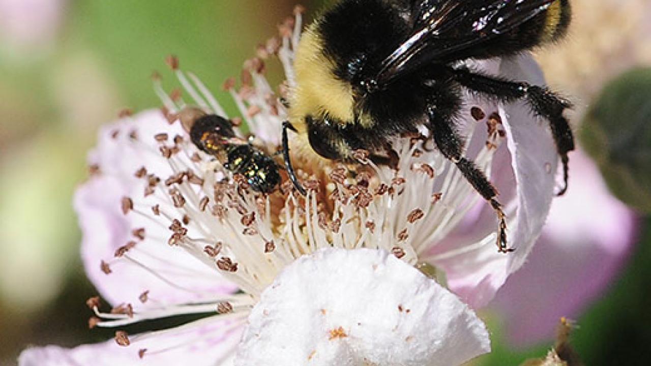 Bumblebee on a flower