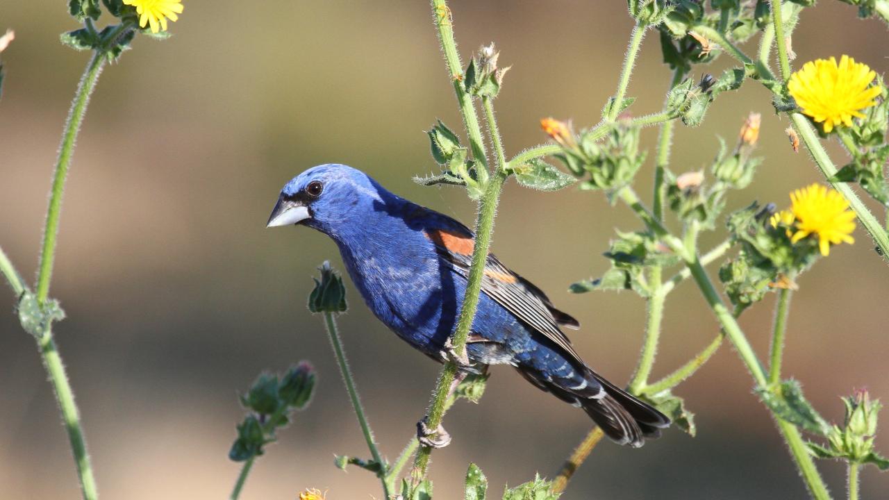 Blue grosbeak