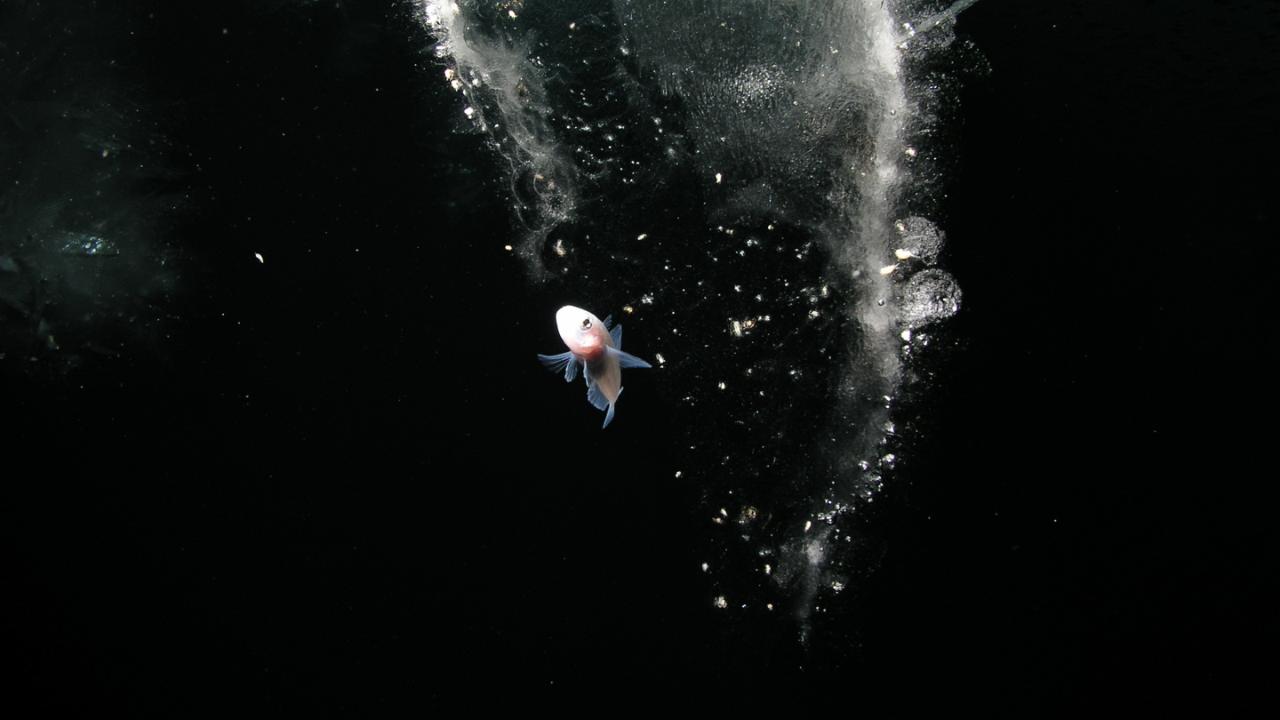 Rock cod in Antarctica