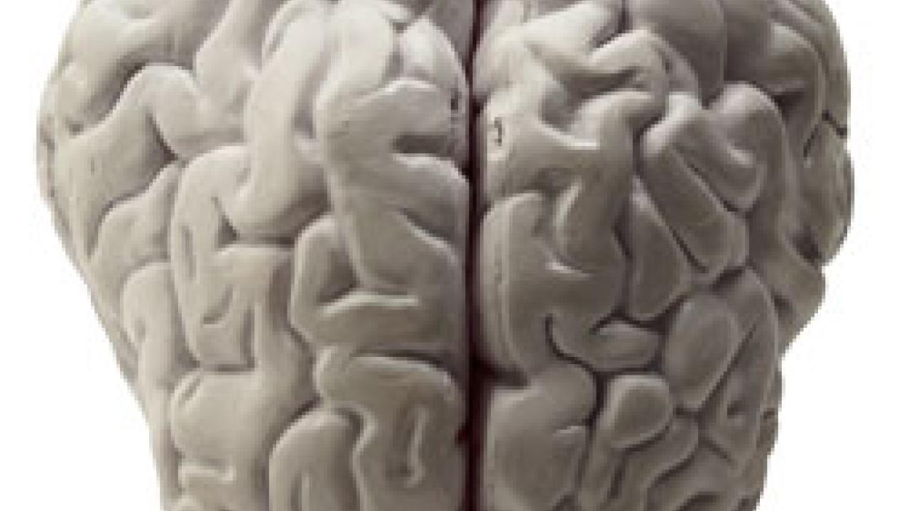Photo: brain