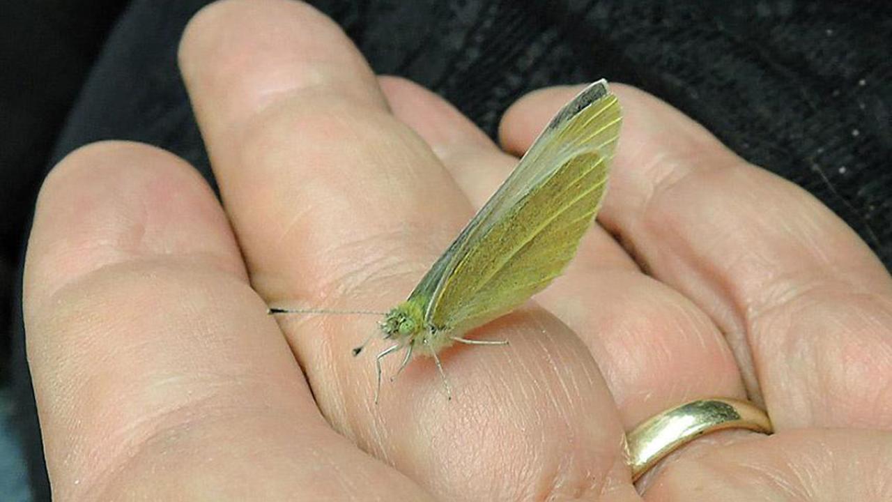 Butterfly in hand