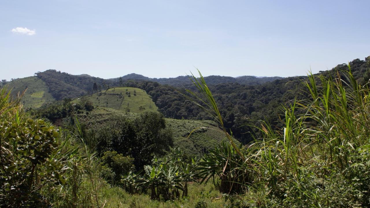 Bwindi Impenetrable Forest in Uganda, landscape