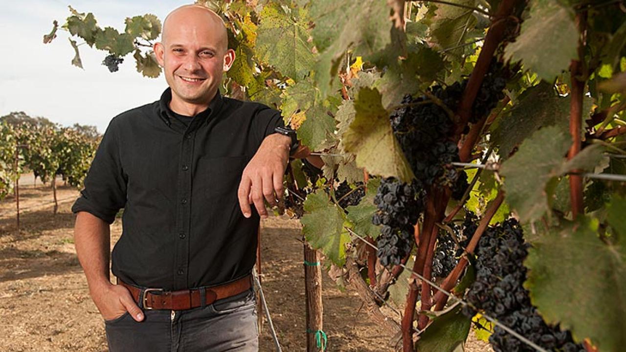 Man stands next to grapevine with dark grape clusters