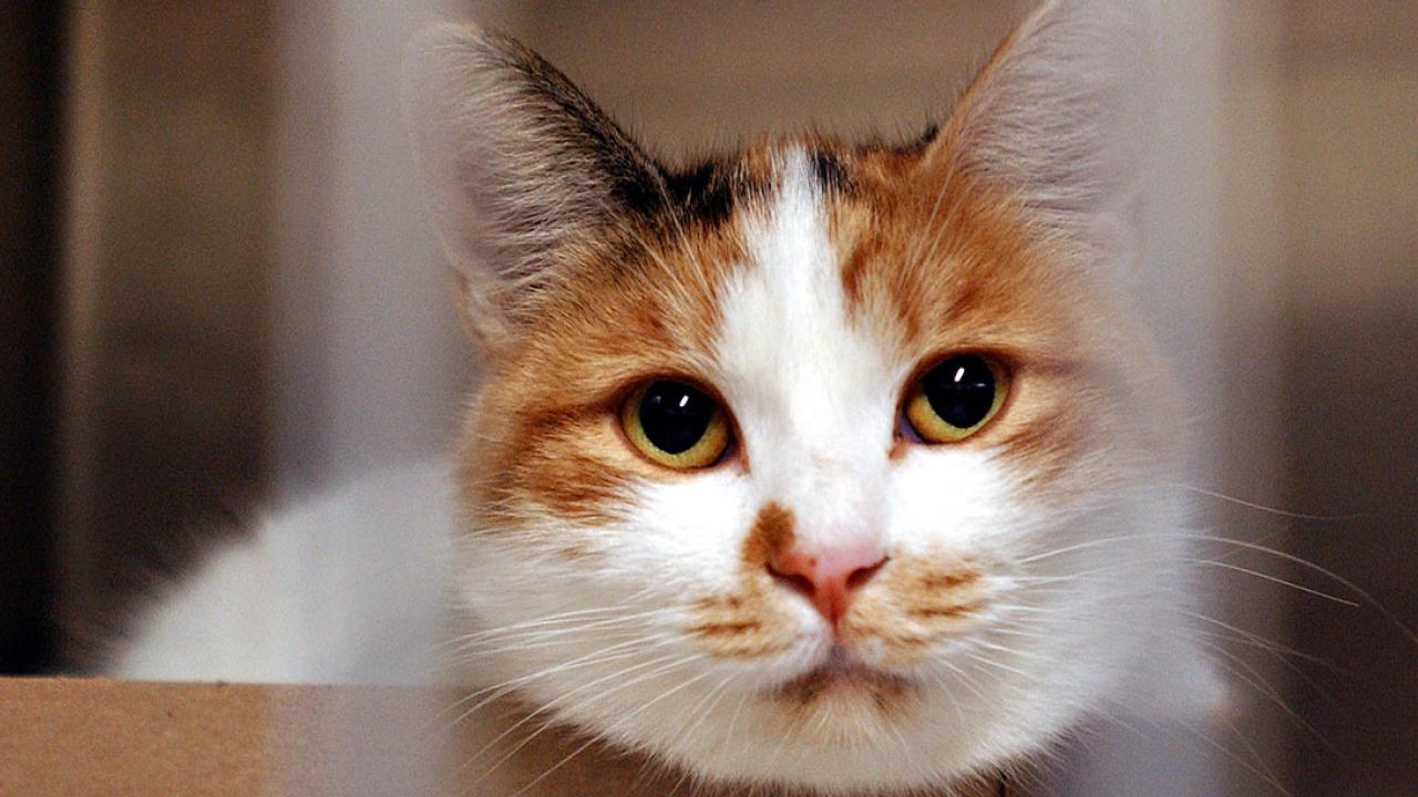 Cat stares through bars while in an animal shelter