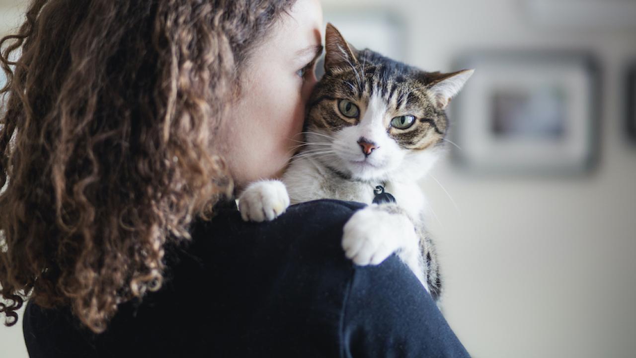 cat and human