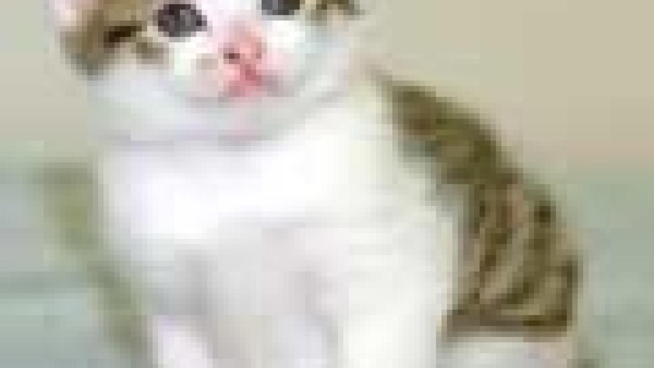 Photo: kitten