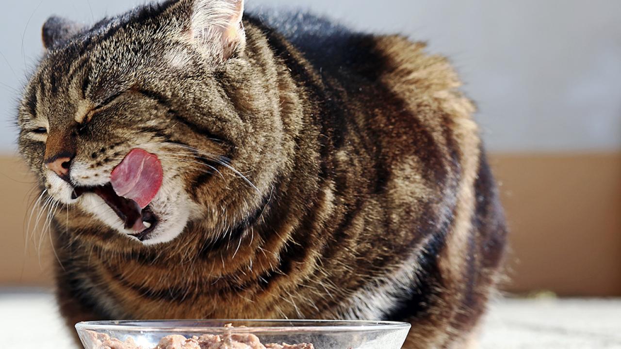 cat eating food