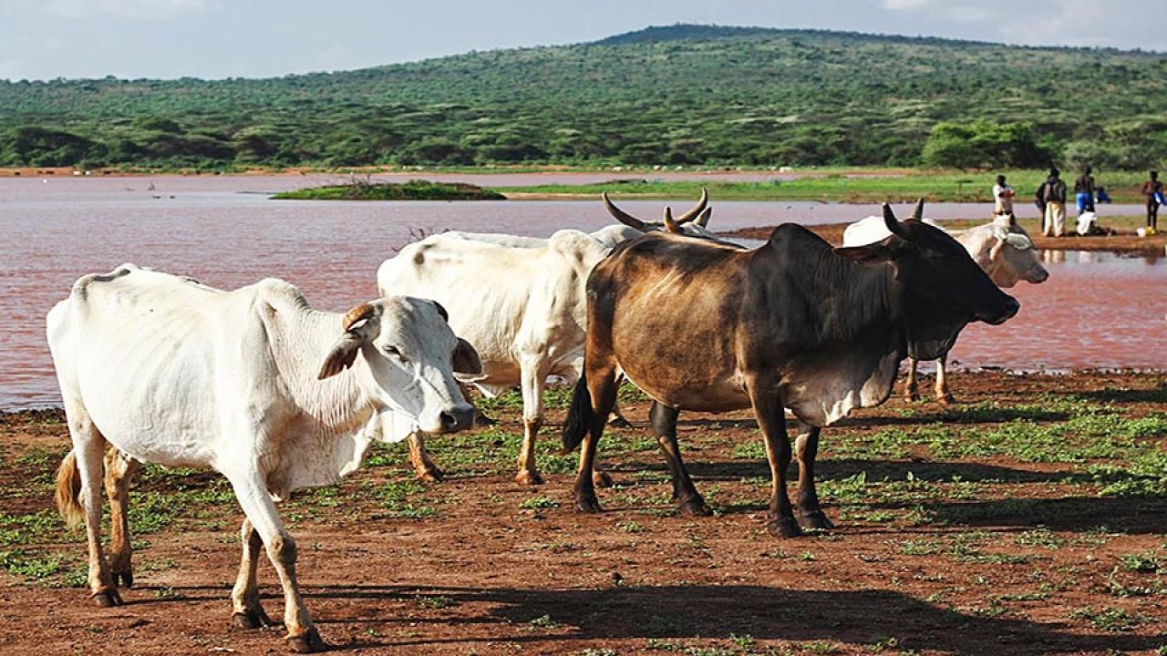 White and brown cattle stand near lake