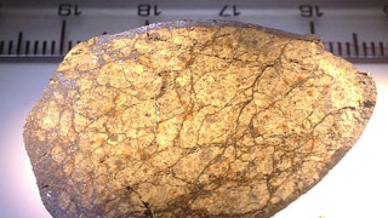 Meteorite lit from below with ruler showing size