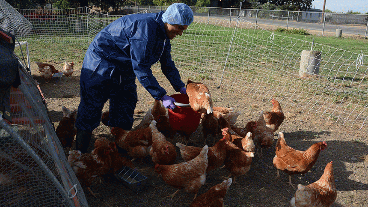 chickens being fed