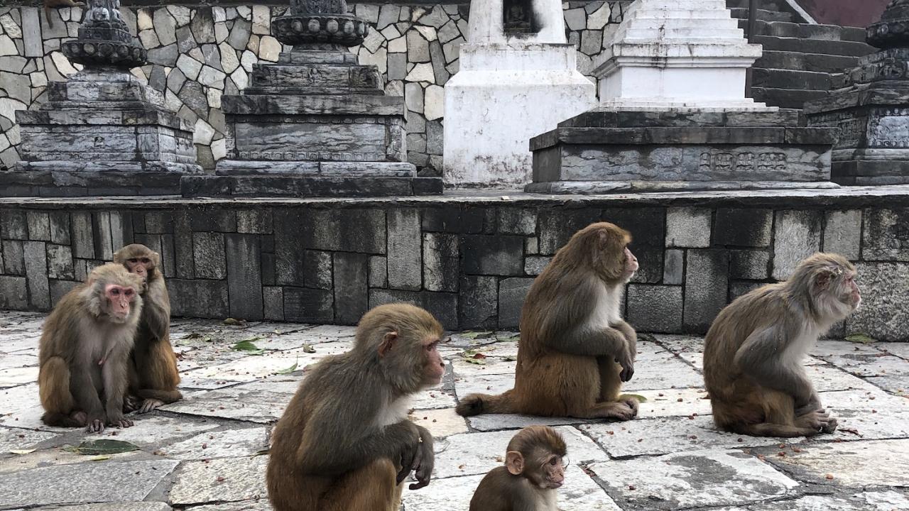 Rhesus macaques at Kathmandu, Nepal temple