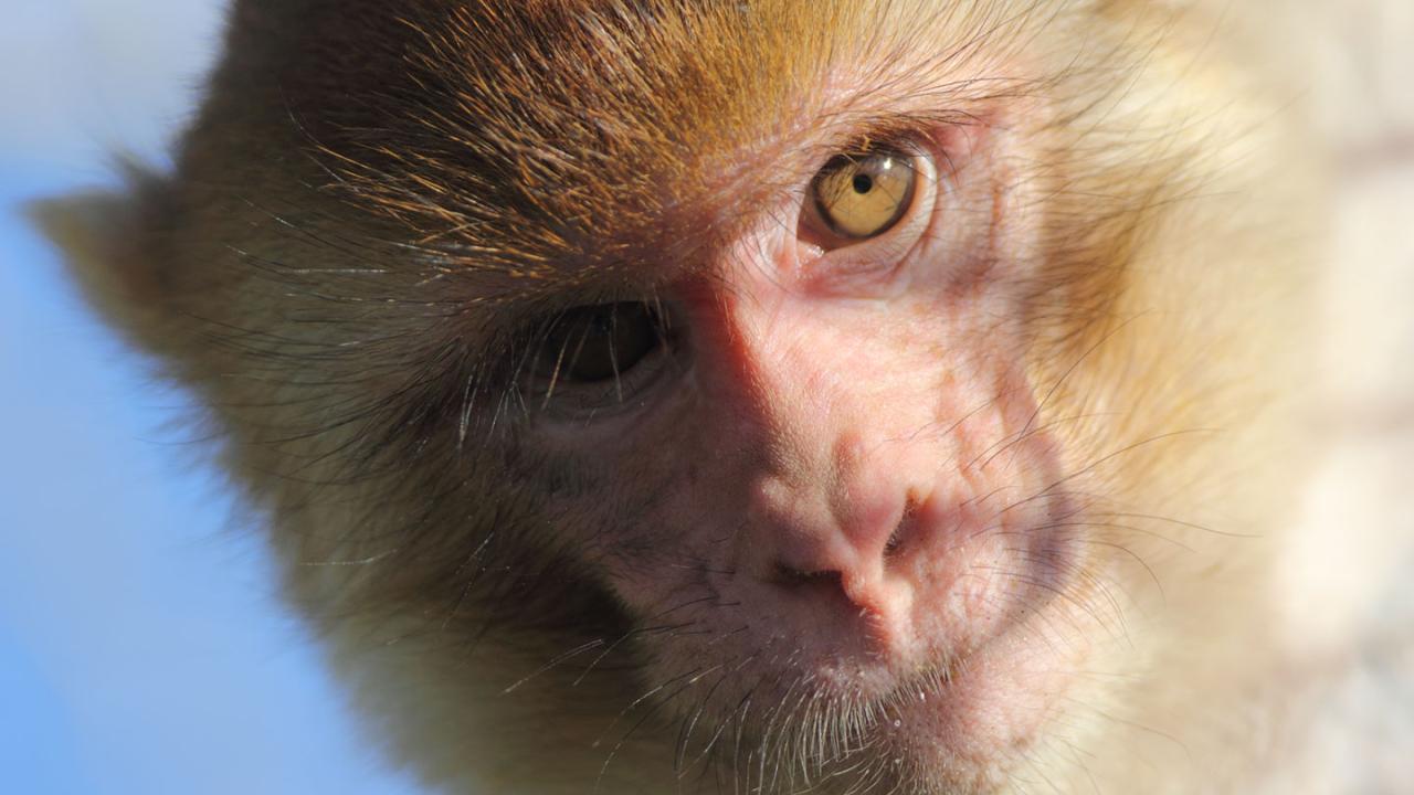 Monkey face