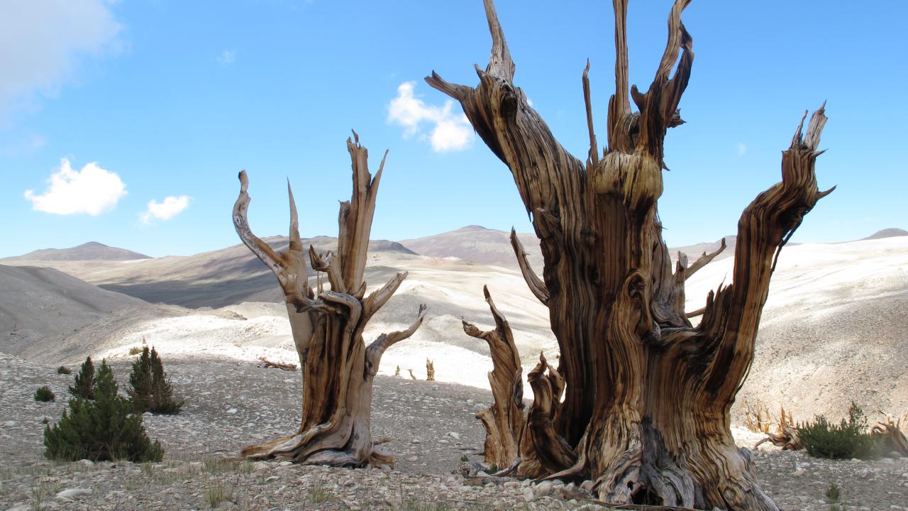 Bristlecone and limber pine trees