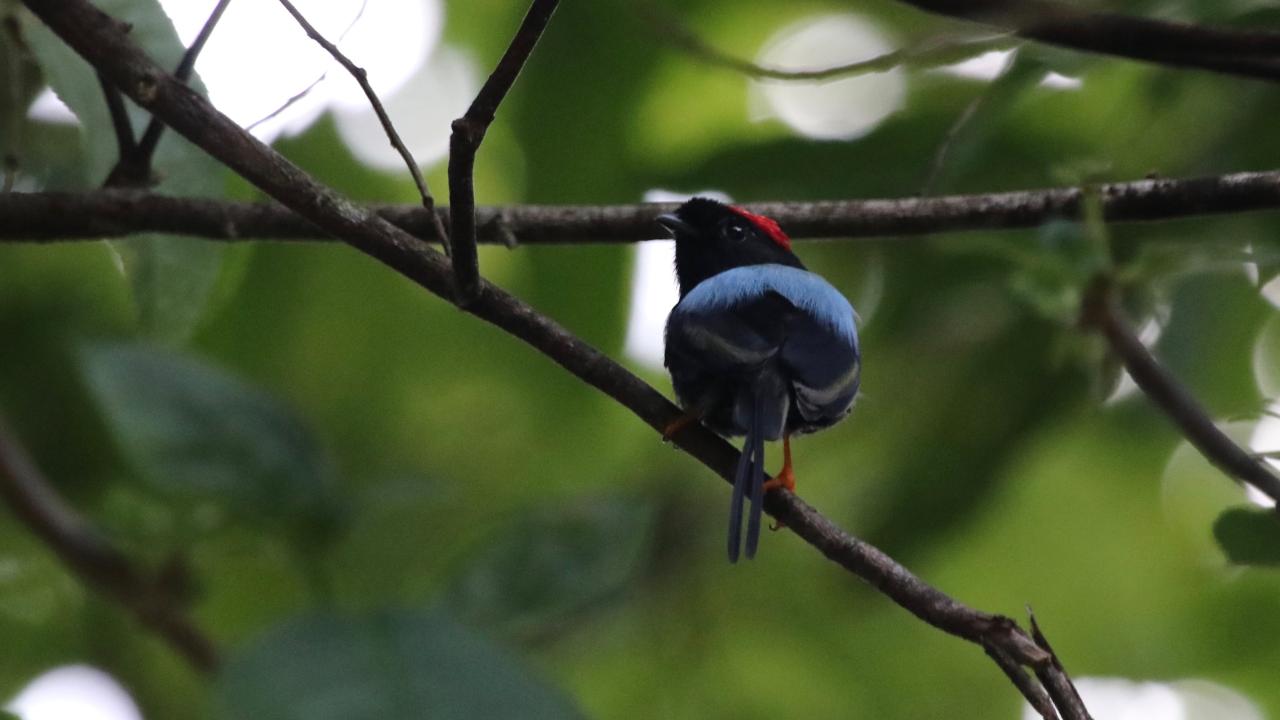 A long-tailed manakin bird, with a blue back and bright red on the top of its head, sits on a branch in Costa Rica. 