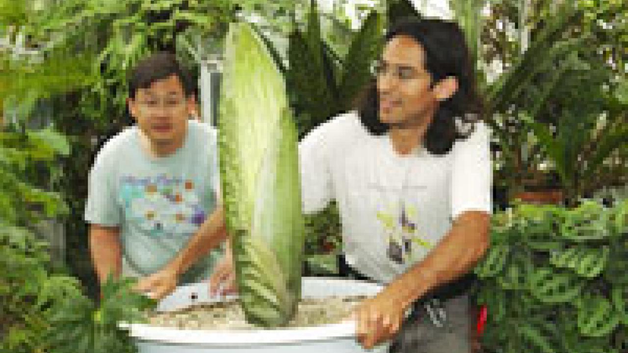 photo of Gary Chan, left, and Ernesto Sandoval of the UC Davis Botanical Conservatory preparing to move the plant Ted the Titan