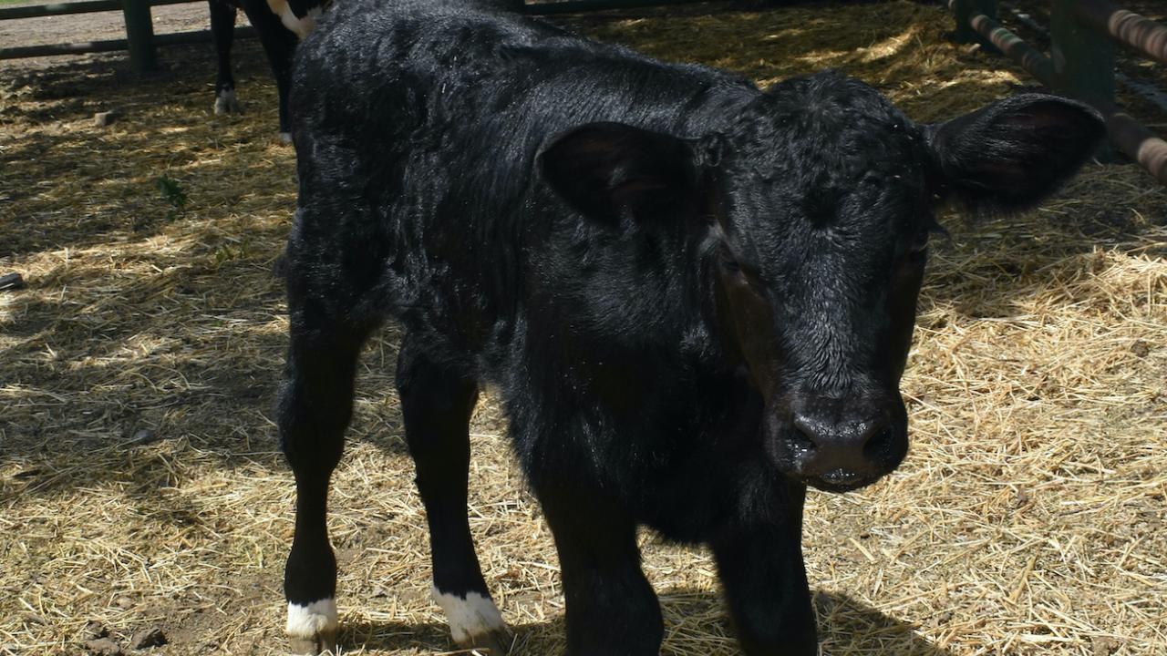 bull calf