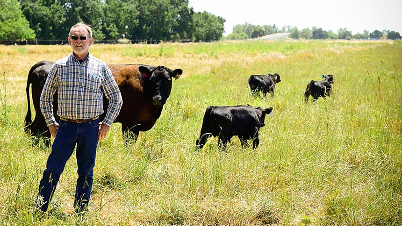 Man in plaid shirt and jeans stands in pasture with black cow and three calves